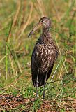 Limpkin